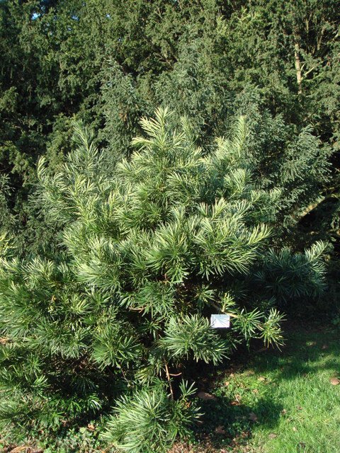 Podocarpus macrophyllus 'Angustifolius'
